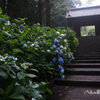 　雨の大中寺