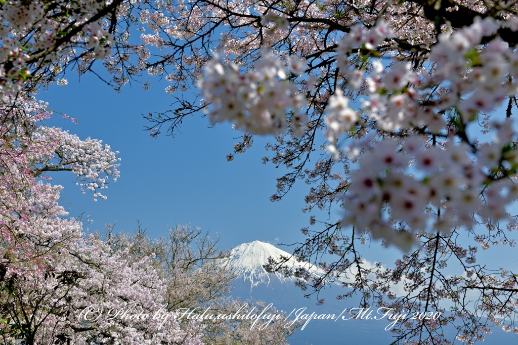 青空満桜