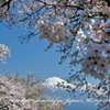青空満桜