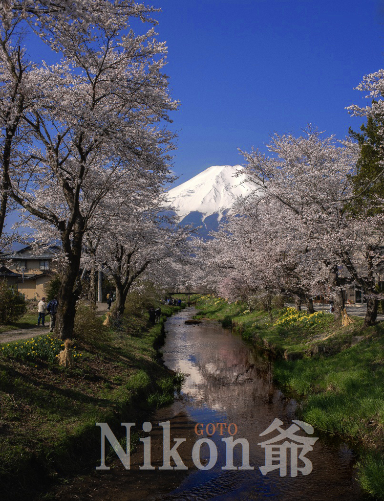2014 04 26 忍野桜　