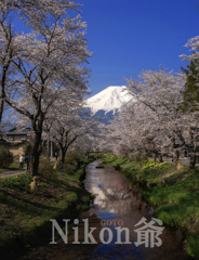 2014 04 26 忍野桜　