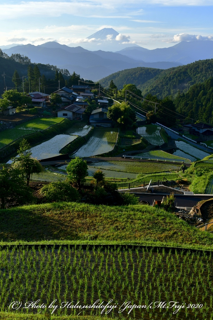 平林の棚田