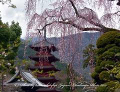 久遠寺桜