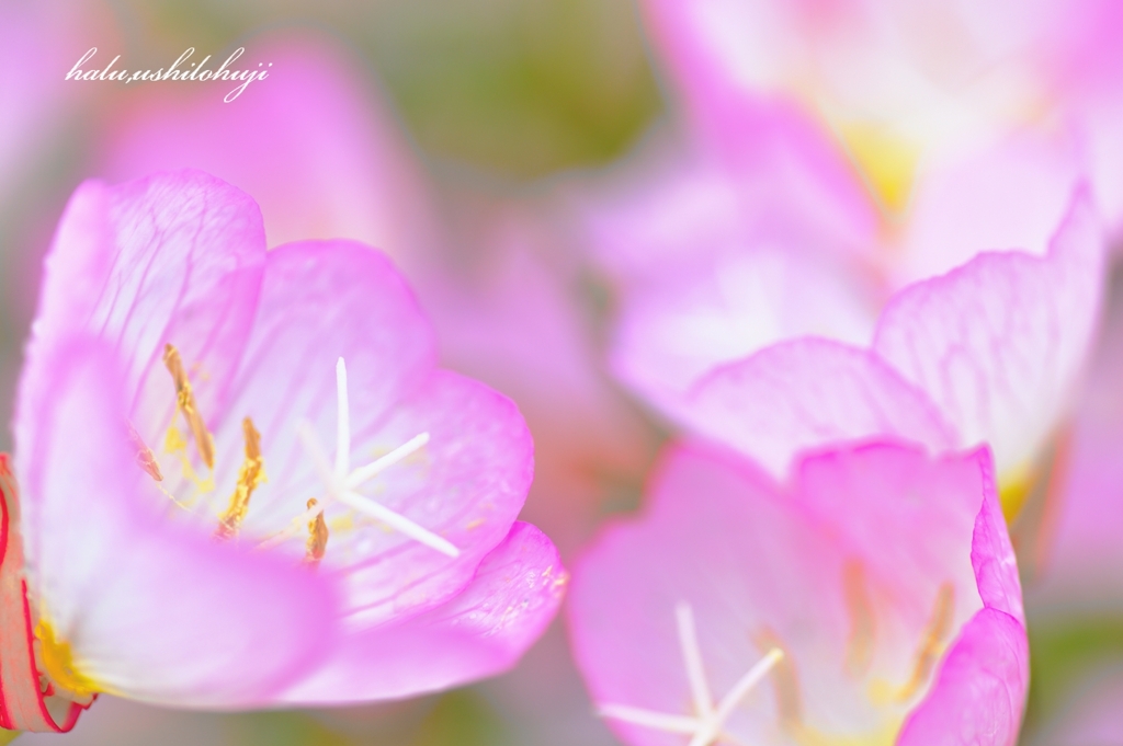 庭に淡く咲く花