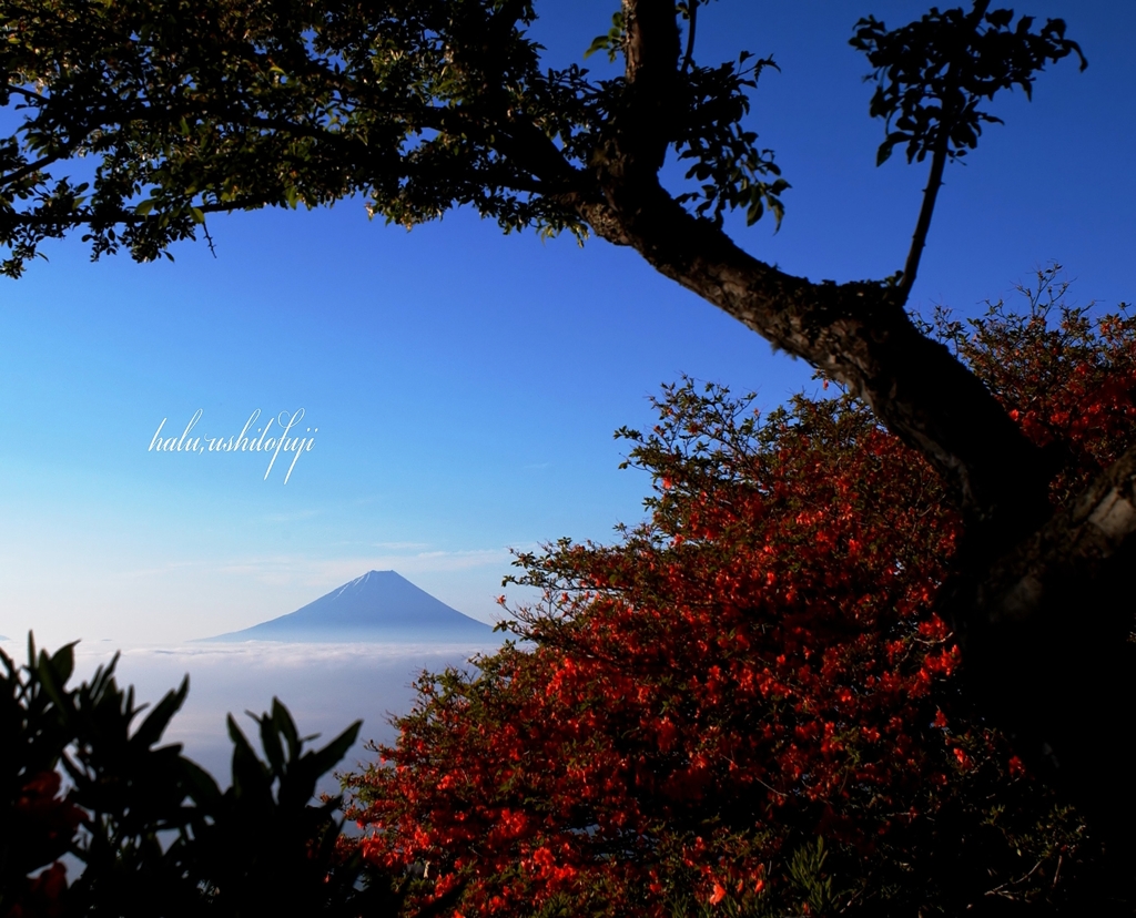 甘利山から富士山