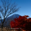 紅一点
