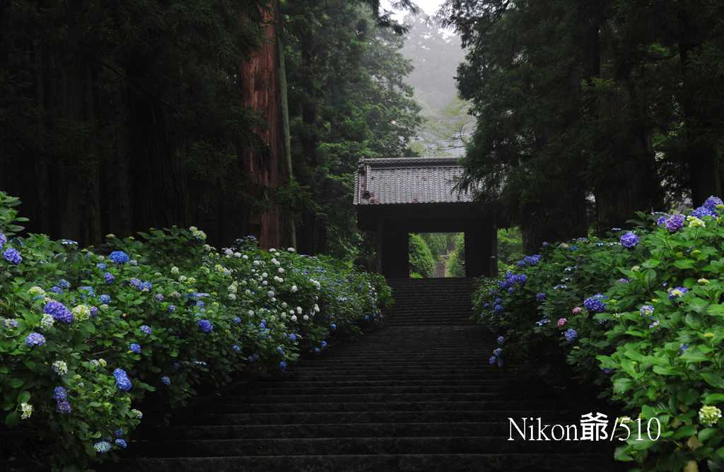 小雨落ちる大中寺