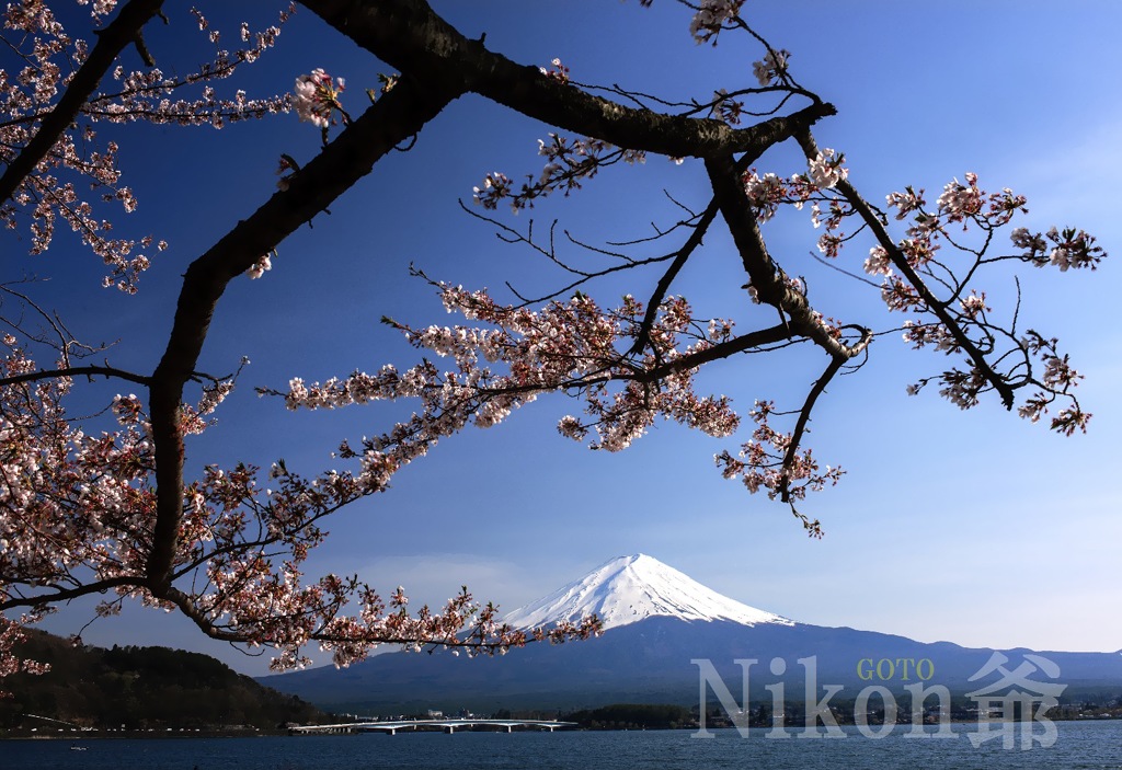 2014 04 27 河口湖　散り行く桜　