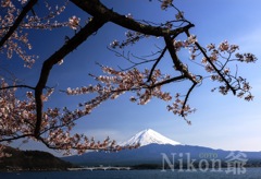 2014 04 27 河口湖　散り行く桜　