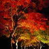 紅葉回廊 