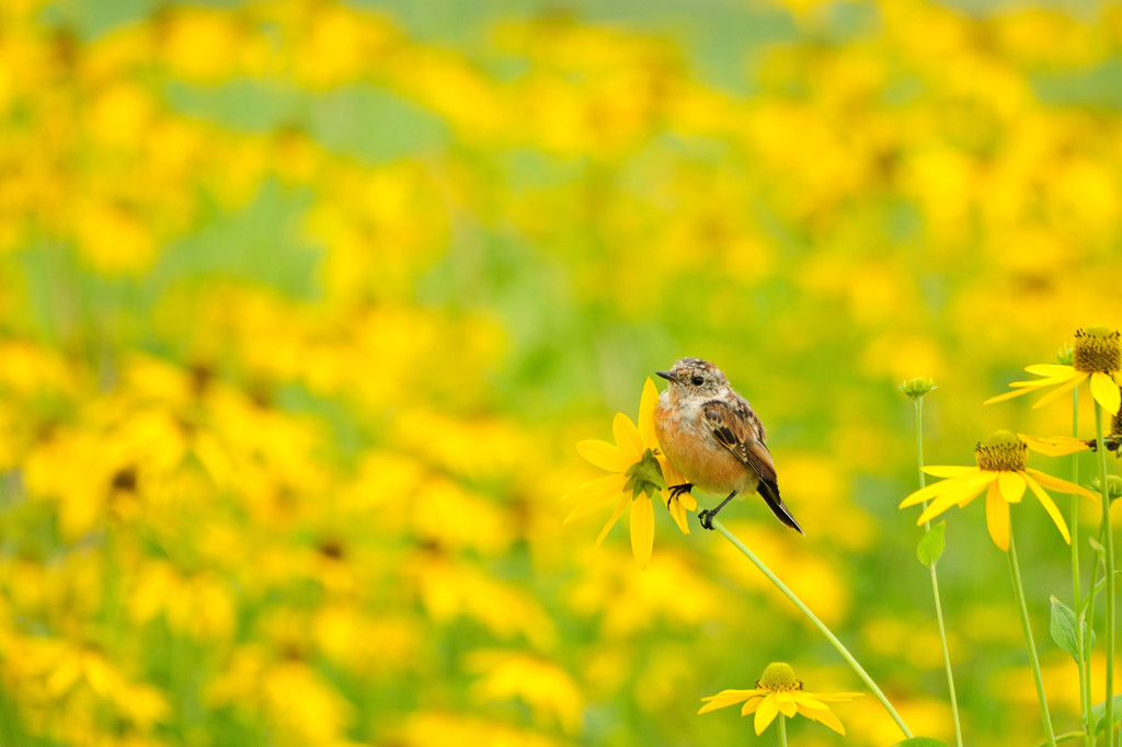 野に咲く花のように♪