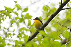 待ち鳥来たらず