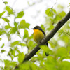 待ち鳥来たらず