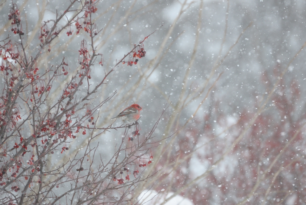 雪の中