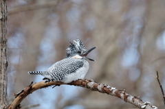 笑う鳥には福があるｗ