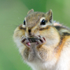 シマリス