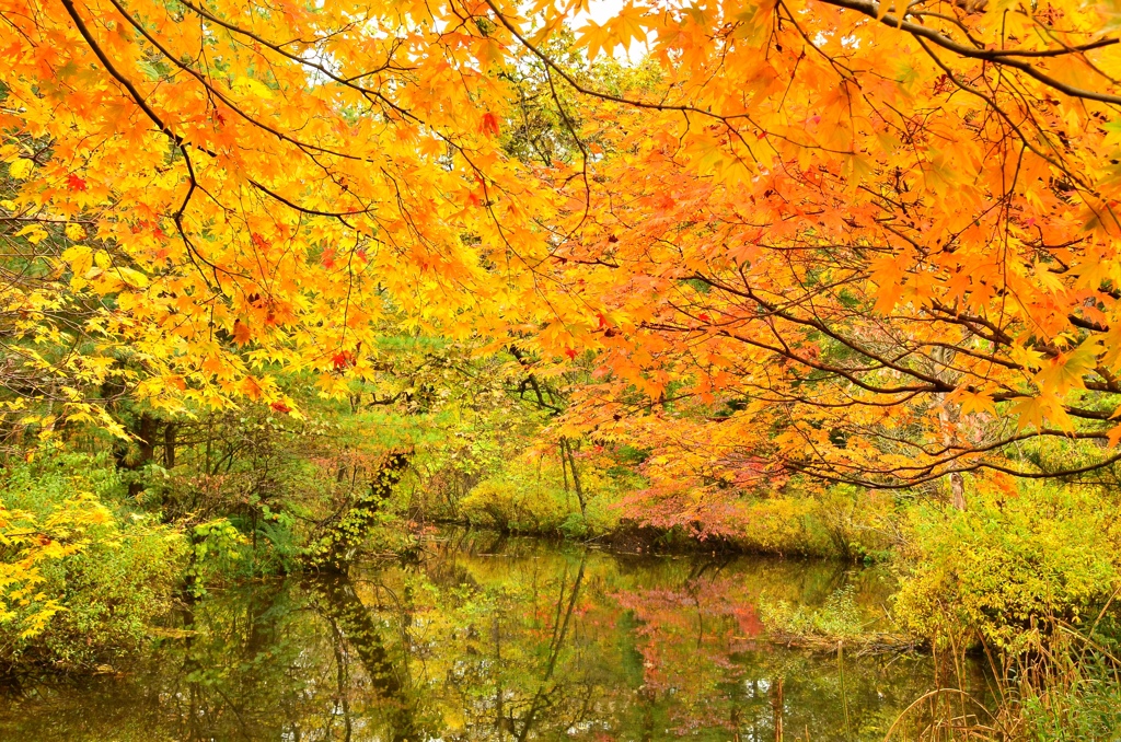 紅葉