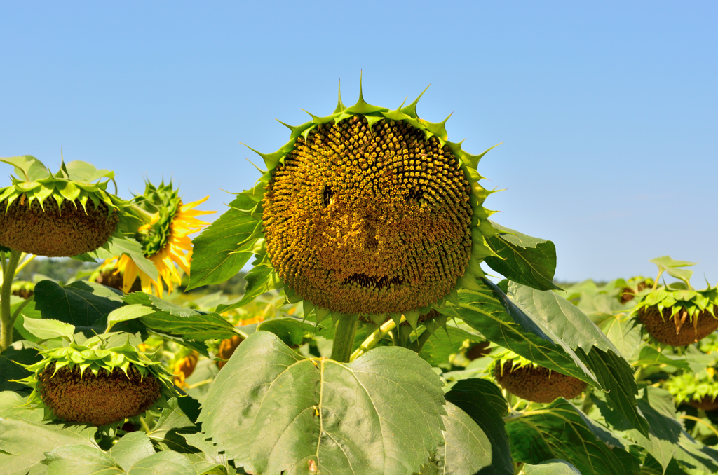 夏をあきらめて