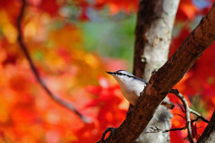 またまた紅葉とゴジュウカラ