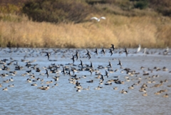 水辺の鳥が集う場所