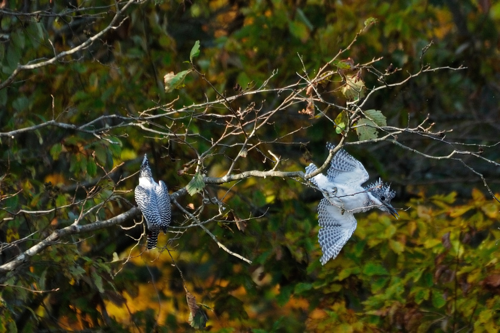 行く鳥来る鳥