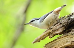 秋色じゃないゴジュウカラ