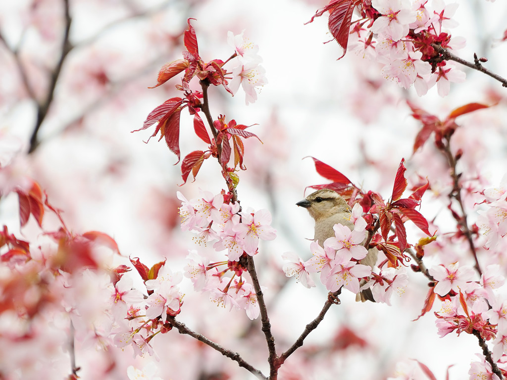 花すずめ