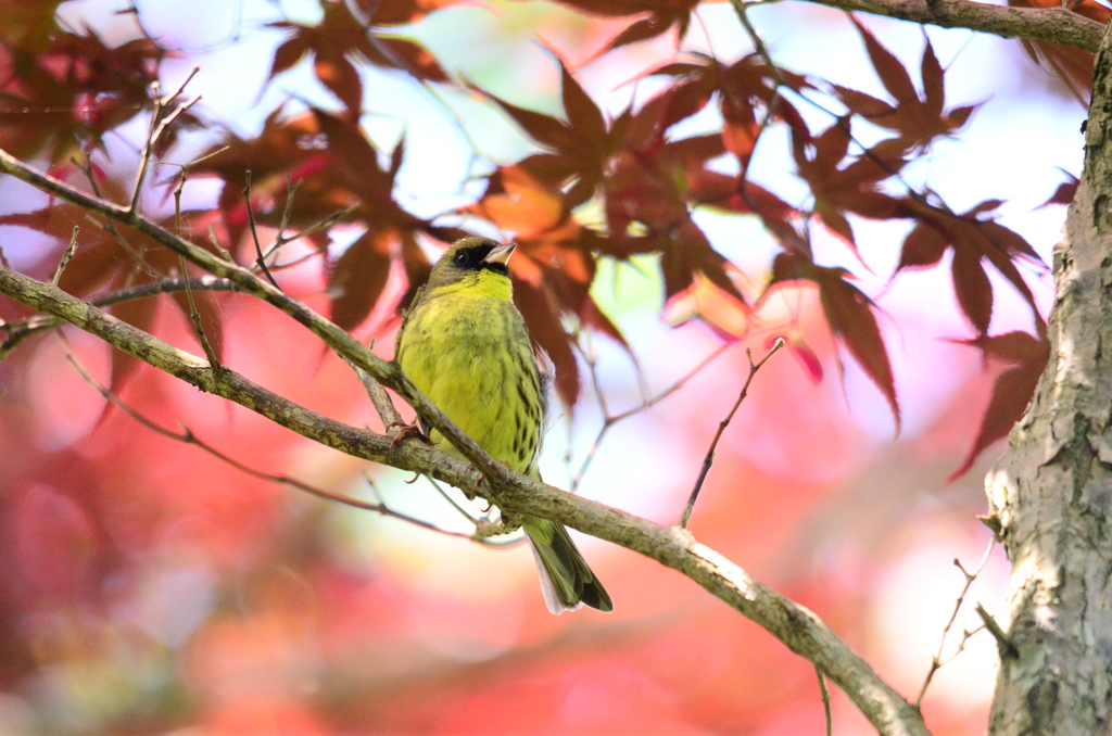 ちょっと秋気分♪