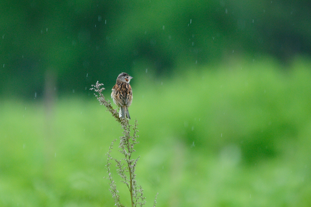 雨音