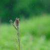 雨音
