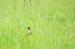 草原の小鳥