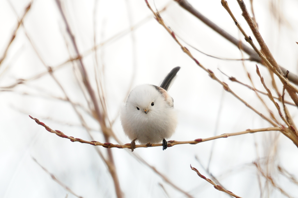 雪見だいふく