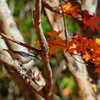 紅葉狩り