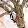 やっぱりアカゲラ
