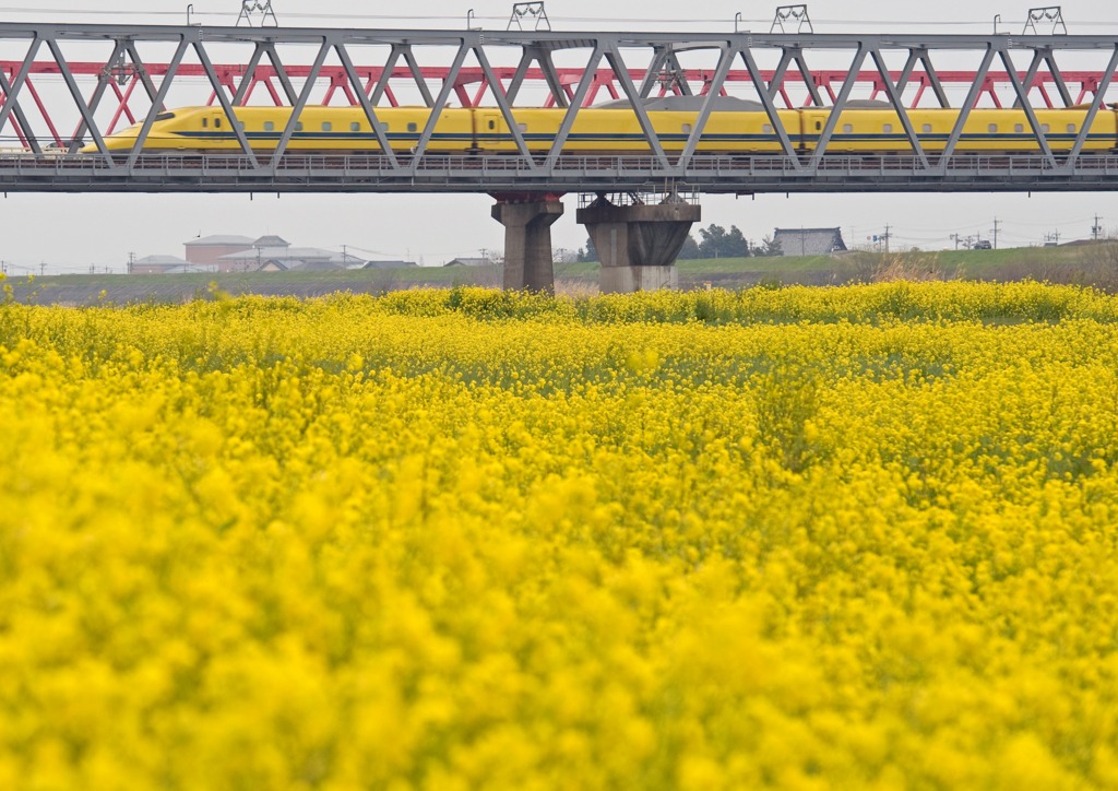 春の長良川