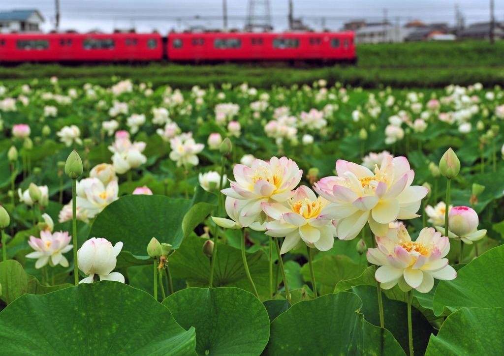 ハスの花