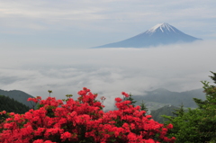 山つつじ