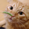 じゃらし猫／ある