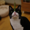 じゃらし猫／まき
