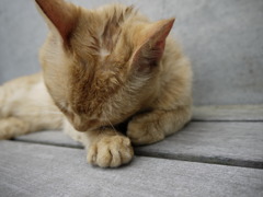 にゃんこ。