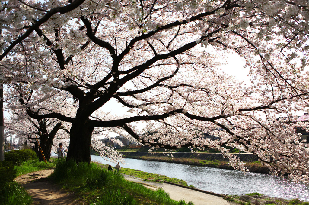 鴨川の桜の木