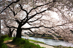 鴨川の桜の木