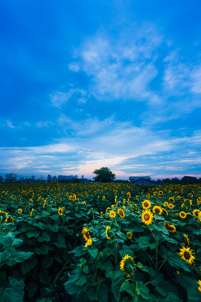 夕暮れひまわり