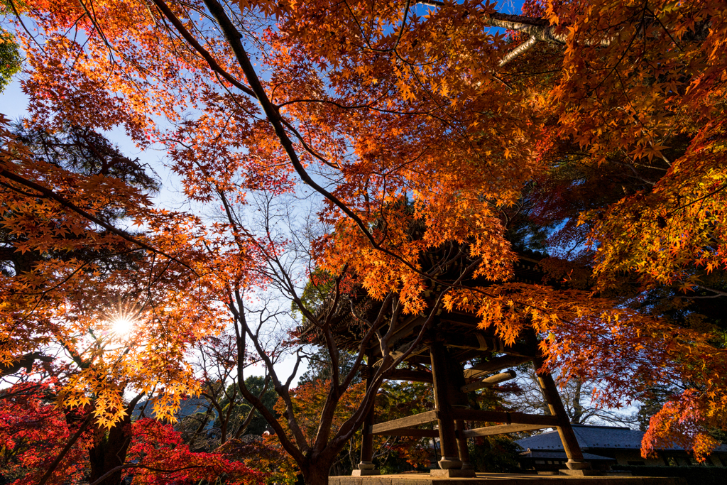 紅葉に囲まれる