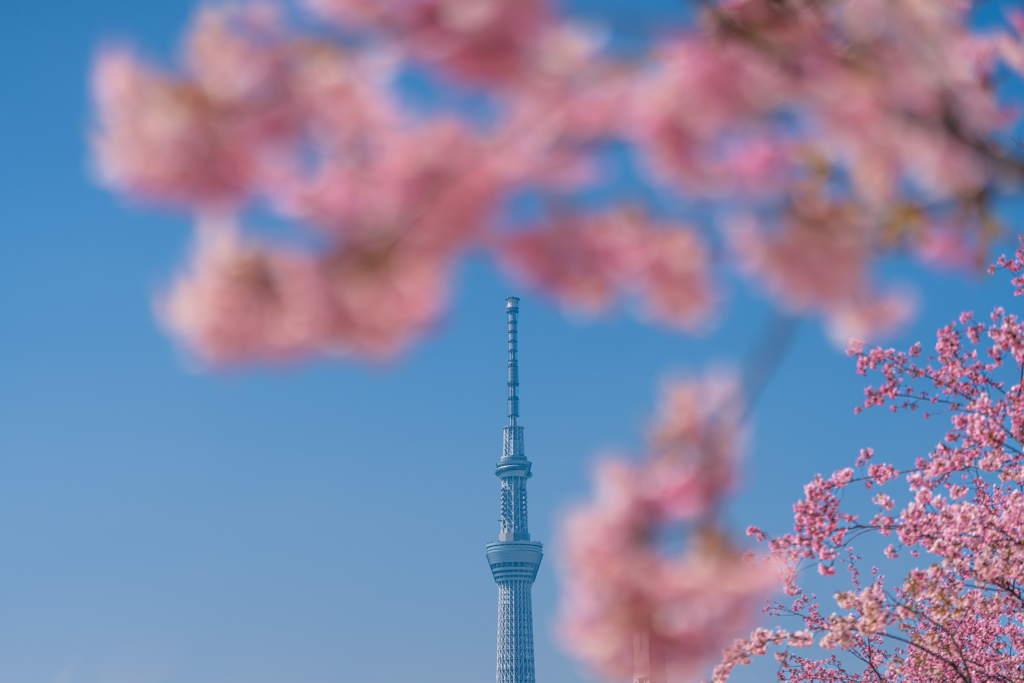 春が来た！