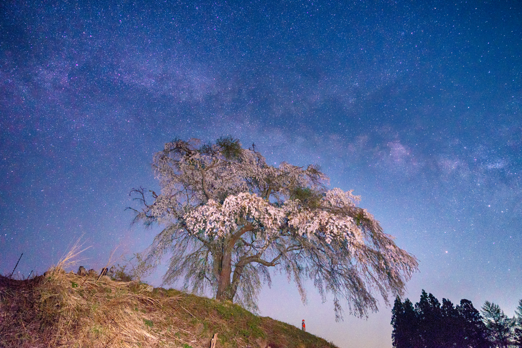 桜と天の川