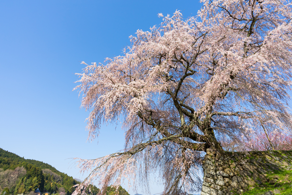 又兵衛桜