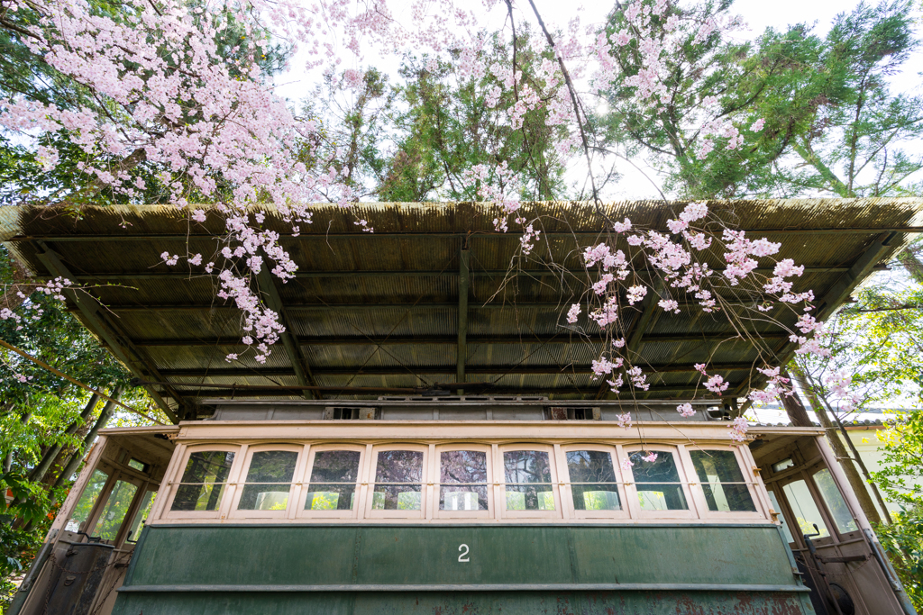 チンチン電車と桜