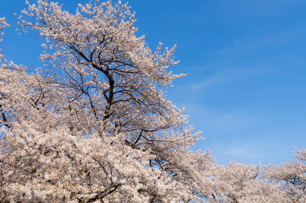 桜と青空