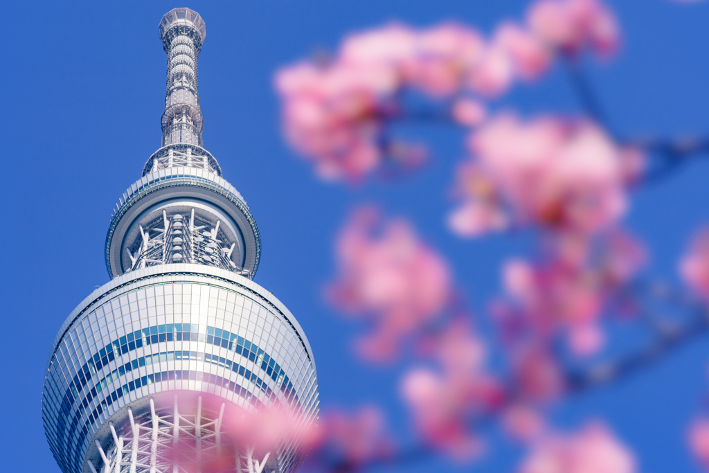 桜とツリー